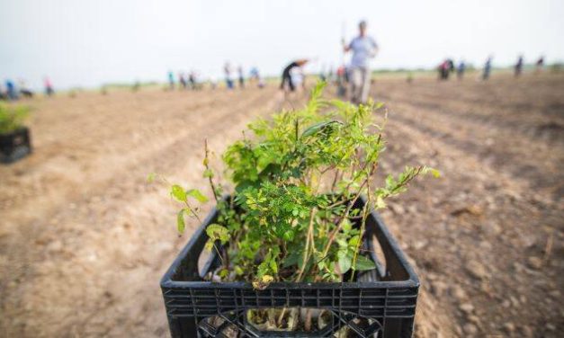 Peste 200 de hectare de teren vor fi împădurite în Botoșani