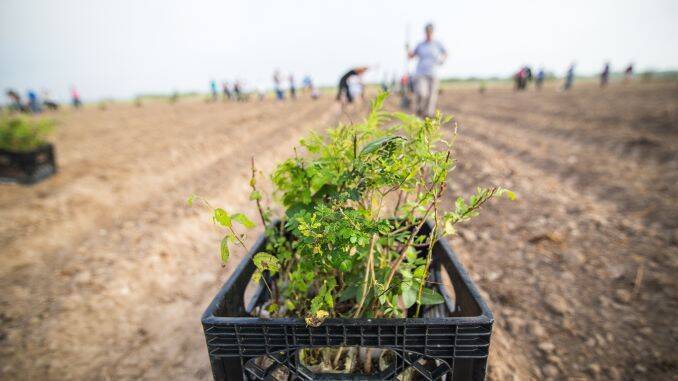 Peste 200 de hectare de teren vor fi împădurite în Botoșani