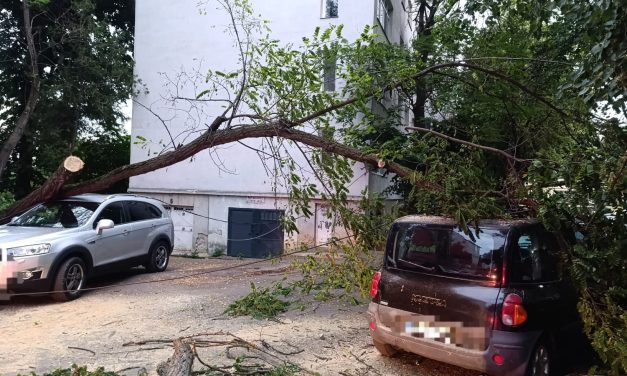 Mașini avariate de un arbore prăbușit de furtună – FOTO
