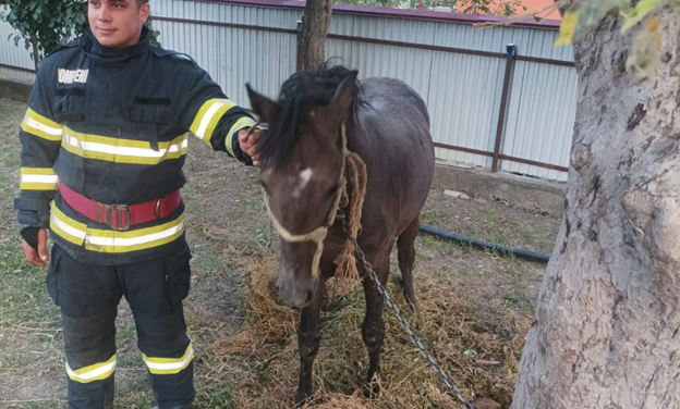 Cal salvat de pompieri, după ce a căzut într-un beci