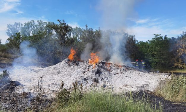 Incendiu de proporții la marginea unei păduri din județ