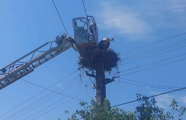 Pui de barză rămas captiv, salvat de pompieri – FOTO